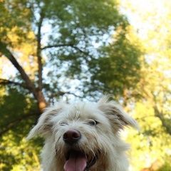 Подробнее об объявлении «Пропала собака Санкт-Петербург» Фото: пропала собака  «Пропала собака Санкт-Петербург» в г. Санкт-Петербург