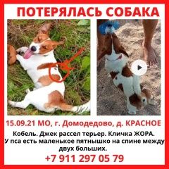 Подробнее об объявлении «Пропала собака кобель Домодедово» Фото: пропала собака Джек рассел терьер «Пропала собака кобель Домодедово» в г. Домодедово