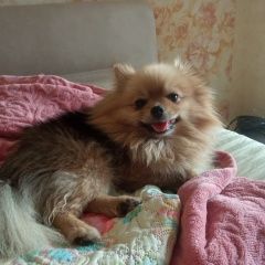 Подробнее об объявлении «Высокая Гора Пропала собака шпиц с.усады высокогорского р-на» Фото: пропала собака  «Высокая Гора Пропала собака шпиц с.усады...» в г. Высокая Гора