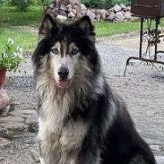 Подробнее об объявлении «Пропала собака кобель маламут.лаки. глухой Орехово-Зуево» Фото: пропала собака Лапландская оленегонная собака «Пропала собака кобель маламут.лаки. глухой...» в г. Орехово-Зуево