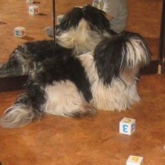 Подробнее об объявлении «Пропала собака кобель Орехово-Зуево» Фото: пропала собака Ши-тцу «Пропала собака кобель Орехово-Зуево» в г. Орехово-Зуево