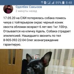 Подробнее об объявлении «Волгоград Пропала собака» Фото: пропала собака Чихуахуа «Волгоград Пропала собака» в г. Волгоград