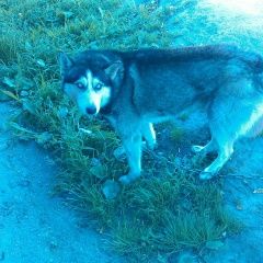 Подробнее об объявлении «Тотьма Пропала собака кобель хаски» Фото: пропала собака Сибирская хаски «Тотьма Пропала собака кобель хаски» в г. Тотьма