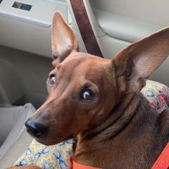 картинка пропала собака