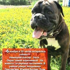 Подробнее об объявлении «Пропала собака Москва» Фото: пропала собака  «Пропала собака Москва» в г. Москва