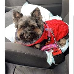 Подробнее об объявлении «Пропала собака убежала собака йоркширский терьер боня. Дубки» Фото: пропала собака Йоркширский терьер «Пропала собака убежала собака йоркширский...» в г. Дубки