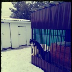 Подробнее об объявлении «Люберцы Пропала собака кобель» Фото: пропала собака Сибирская хаски «Люберцы Пропала собака кобель» в г. Люберцы