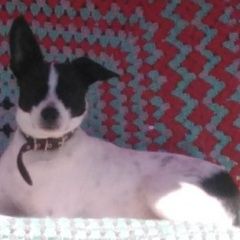 Подробнее об объявлении «Пропала собака кобель убежал. Нижний Новгород» Фото: пропала собака  «Пропала собака кобель убежал. Нижний Новгород» в г. Нижний Новгород