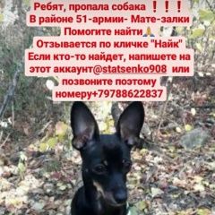 Подробнее об объявлении «Пропала собака кобель помогите найти Симферополь» Фото: пропала собака Той-терьер «Пропала собака кобель помогите найти Симферополь» в г. Симферополь