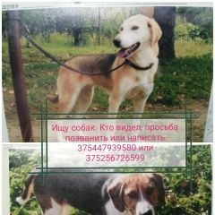 Картинка пропала собака В городе Смолевичи запропастилась собачка. Смолевичи