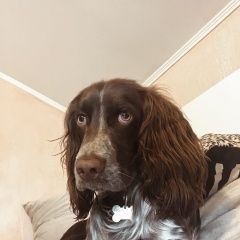 Подробнее об объявлении «Пропала собака кобель Санкт-Петербург» Фото: пропала собака  «Пропала собака кобель Санкт-Петербург» в г. Санкт-Петербург