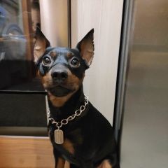 Подробнее об объявлении «Пропала собака кобель мини доберман Санкт-Петербург» Фото: пропала собака Доберман пинчер «Пропала собака кобель мини доберман...» в г. Санкт-Петербург