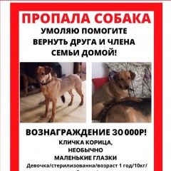 Подробнее об объявлении «Ростов-на-Дону Пропала собака» Фото: пропала собака  «Ростов-на-Дону Пропала собака» в г. Ростов-на-Дону