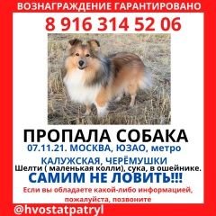Подробнее об объявлении «Пропала собака юзао - Москва» Фото: пропала собака Шелти «Пропала собака юзао - Москва» в г. Москва