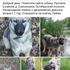 Подробнее об объявлении «Витебск Пропала собака в п. октябрьский. возн-е.» Фото: пропала собака  «Витебск Пропала собака в п. октябрьский. возн-е.» в г. Витебск