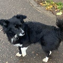 Подробнее об объявлении «Обнинск Пропала собака кобель собака на самовыгуле» Фото: пропала собака  «Обнинск Пропала собака кобель собака на самовыгуле» в г. Обнинск