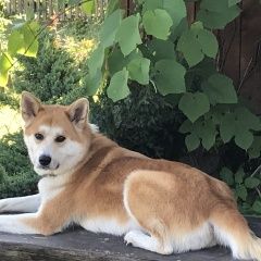 Подробнее об объявлении «Пропала собака Санкт-Петербург» Фото: пропала собака Акита-ину «Пропала собака Санкт-Петербург» в г. Санкт-Петербург
