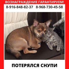 Подробнее об объявлении «Пропала собака кобель Москва» Фото: пропала собака Чихуахуа «Пропала собака кобель Москва» в г. Москва