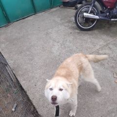 Подробнее об объявлении «Пропала собака кобель Симферополь» Фото: пропала собака Сибирская хаски «Пропала собака кобель Симферополь» в г. Симферополь