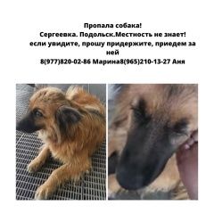 Подробнее об объявлении «Подольск Пропала собака напуганная, один глаз плохо видит» Фото: пропала собака  «Подольск Пропала собака напуганная, один глаз...» в г. Подольск