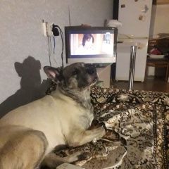 Подробнее об объявлении «Ульяновск Пропала собака» Фото: пропала собака  «Ульяновск Пропала собака» в г. Ульяновск