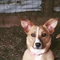 Подробнее об объявлении «Пропала собака песочного окраса бусинка Троицк» Фото: пропала собака  «Пропала собака песочного окраса бусинка Троицк» в г. Троицк