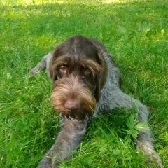 Подробнее об объявлении «Пропала собака кобель Санкт-Петербург» Фото: пропала собака Дратхаар «Пропала собака кобель Санкт-Петербург» в г. Санкт-Петербург