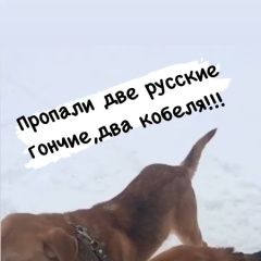 Картинка пропала собака В городе Рассказово потерялась собака. Рассказово