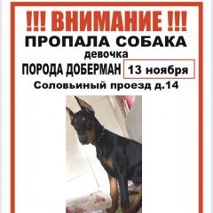 Подробнее об объявлении «Пропала собака доберман девочка Москва» Фото: пропала собака Доберман «Пропала собака доберман девочка Москва» в г. Москва
