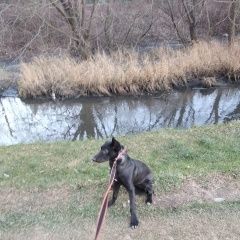 Подробнее об объявлении «Лобня Пропала собака щенок 6 месяцев (девочка)» Фото: пропала собака  «Лобня Пропала собака щенок 6 месяцев (девочка)» в г. Лобня