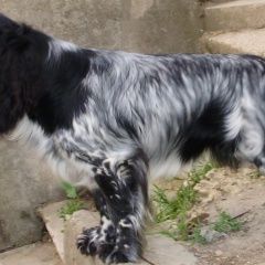 Подробнее об объявлении «Пропала собака кобель русский спаниель черно-белый окрас Симферополь» Фото: пропала собака Русский охотничий спаниель «Пропала собака кобель русский спаниель...» в г. Симферополь