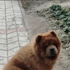 Подробнее об объявлении «Волгоград Пропала собака чау-чау» Фото: пропала собака  «Волгоград Пропала собака чау-чау» в г. Волгоград