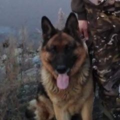 Подробнее об объявлении «Биробиджан Пропала собака кобель немецкая овчарка» Фото: пропала собака Немецкая овчарка «Биробиджан Пропала собака кобель немецкая овчарка» в г. Биробиджан