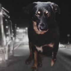 Подробнее об объявлении «Лодейное Поле Пропала собака ленинградская боня трасса кола» Фото: пропала собака  «Лодейное Поле Пропала собака ленинградская боня...» в г. Лодейное Поле