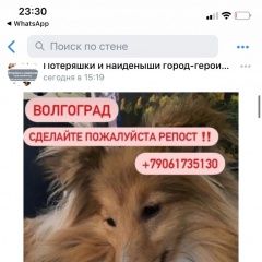 Подробнее об объявлении «Волгоград Пропала собака шелти щенок-подросток» Фото: пропала собака Шелти «Волгоград Пропала собака шелти щенок-подросток» в г. Волгоград