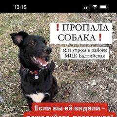 Подробнее об объявлении «Пропала собака Москва» Фото: пропала собака  «Пропала собака Москва» в г. Москва