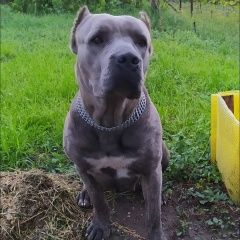 Подробнее об объявлении «Пропала собака Симферополь» Фото: пропала собака Кане-корсо «Пропала собака Симферополь» в г. Симферополь