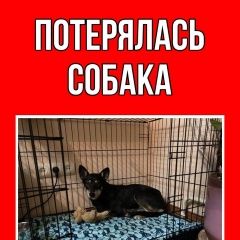 Подробнее об объявлении «Пропала собака Пермь» Фото: пропала собака  «Пропала собака Пермь» в г. Пермь