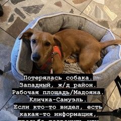 Подробнее об объявлении «Ростов-на-Дону Пропала собака» Фото: пропала собака  «Ростов-на-Дону Пропала собака» в г. Ростов-на-Дону