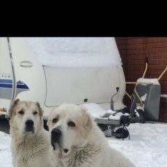 Подробнее об объявлении «Тюмень Пропала собака» Фото: пропала собака  «Тюмень Пропала собака» в г. Тюмень