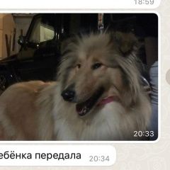 Подробнее об объявлении «Пропала собака хорошее вознаграждение Москва» Фото: пропала собака Колли «Пропала собака хорошее вознаграждение Москва» в г. Москва