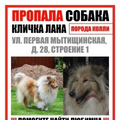 Подробнее об объявлении «Пропала собака проспект мира убежала колли Москва» Фото: пропала собака Колли «Пропала собака проспект мира убежала колли Москва» в г. Москва