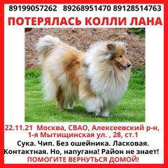Подробнее об объявлении «Пропала собака колли рыжая с белым девочка Москва» Фото: пропала собака Колли «Пропала собака колли рыжая с белым девочка Москва» в г. Москва