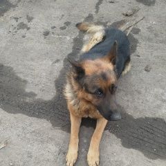 Подробнее об объявлении «Пропала собака кобель немецкая овчарка Чебоксары» Фото: пропала собака Немецкая овчарка «Пропала собака кобель немецкая овчарка Чебоксары» в г. Чебоксары