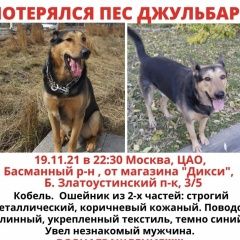 Подробнее об объявлении «Пропала собака кобель Москва» Фото: пропала собака  «Пропала собака кобель Москва» в г. Москва
