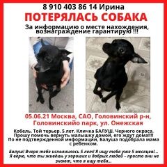 Подробнее об объявлении «Пропала собака кобель хозяйка ищет уже 5й месяц Москва» Фото: пропала собака Той-терьер «Пропала собака кобель хозяйка ищет уже 5й месяц...» в г. Москва