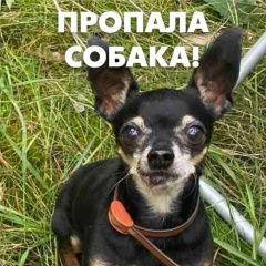Подробнее об объявлении «Калининград (Кенигсберг) Пропала собака кобель той терьер» Фото: пропала собака Русский той-терьер «Калининград (Кенигсберг) Пропала собака кобель...» в г. Калининград (Кенигсберг)