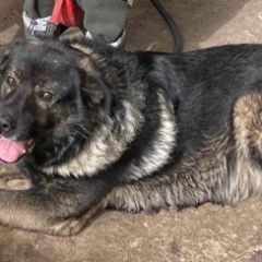 Подробнее об объявлении «Пропала собака кобель по кличке дик Самара» Фото: пропала собака  «Пропала собака кобель по кличке дик Самара» в г. Самара