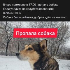 Подробнее об объявлении «Ульяновск Пропала собака кобель район нового города.» Фото: пропала собака  «Ульяновск Пропала собака кобель район нового...» в г. Ульяновск