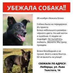 Подробнее об объявлении «Люберцы Пропала собака» Фото: пропала собака  «Люберцы Пропала собака» в г. Люберцы